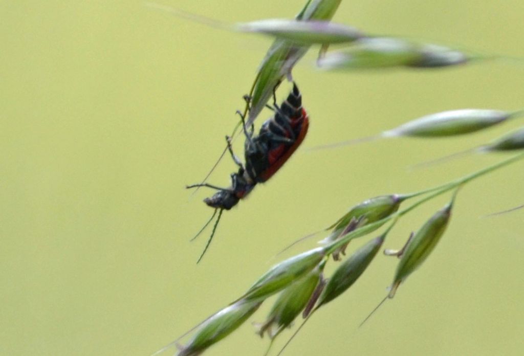 Malachius ?  S, Malachius aeneus